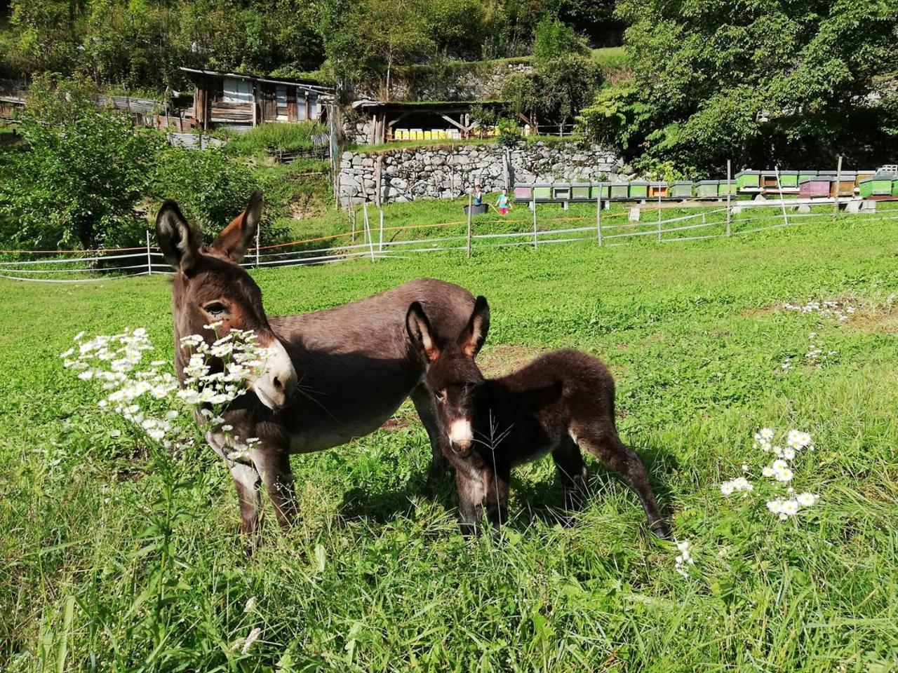 Agriturismo Dalla Natura la Salute Giustino Esterno foto
